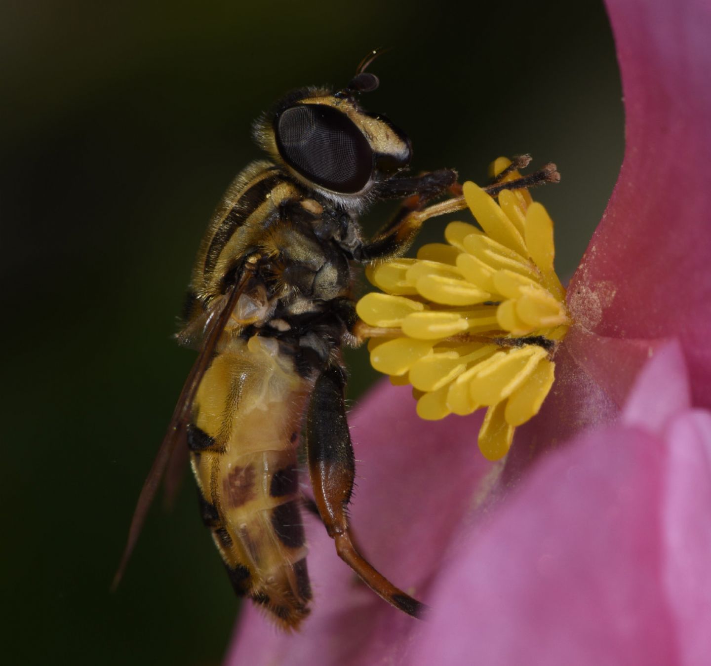 Syrphidae: Heliophilus pendulus